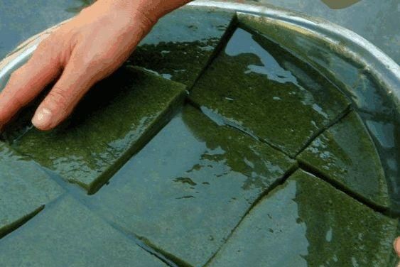 哪里有野生的神仙豆腐树图1