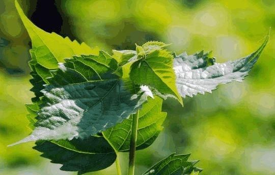 哪里有野生的神仙豆腐树图2