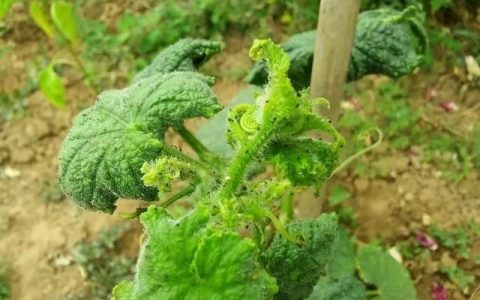 蚜虫这样治一季无蚜虫干净又彻底