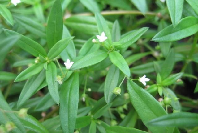 白花蛇舌草，名字很奇怪，却有多种抗癌成分，你听说过吗？