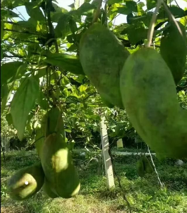 丛林深处的宝，农村人的最爱，我们这里叫作八月瓜