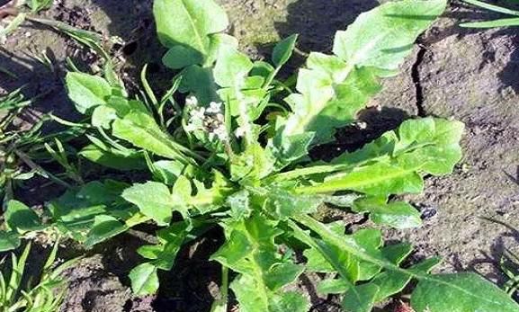 芥菜种植注意什么图5