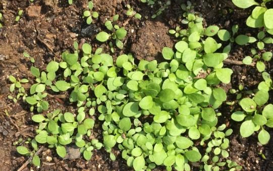 芥菜种植注意什么图6