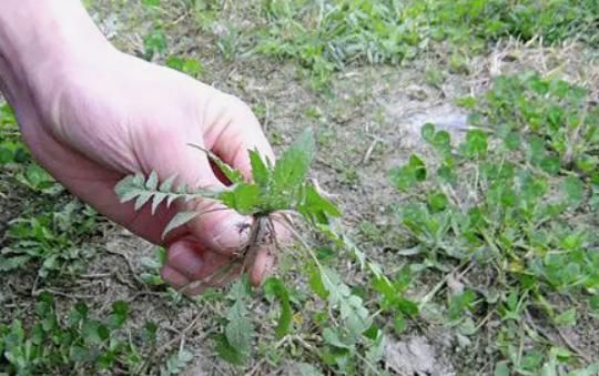 芥菜种植注意什么图7