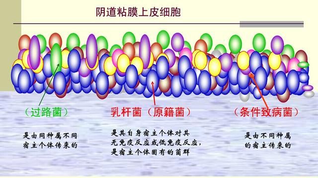 阴道微生态与AV、BV、CV的诊断治疗