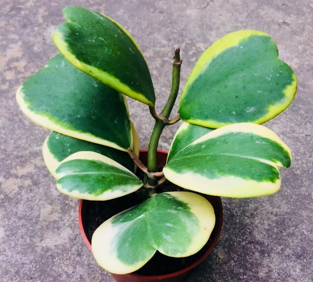 1种花名叫“心叶球兰”，超耐阴还能爬藤，开花满屋子香味