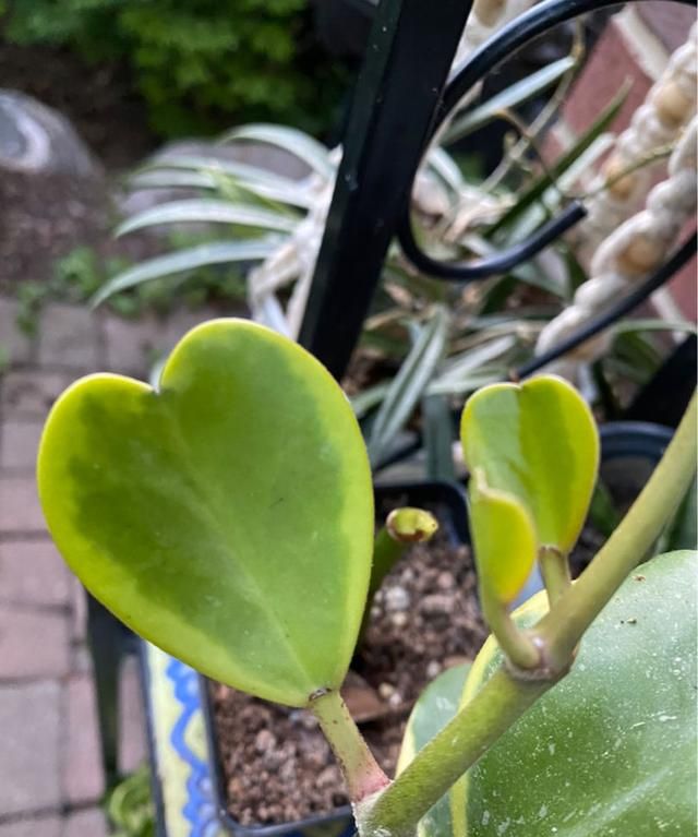 1种花名叫“心叶球兰”，超耐阴还能爬藤，开花满屋子香味