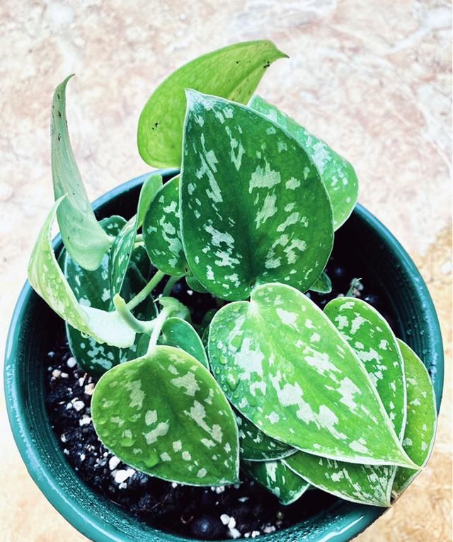 1种花名叫“心叶球兰”，超耐阴还能爬藤，开花满屋子香味