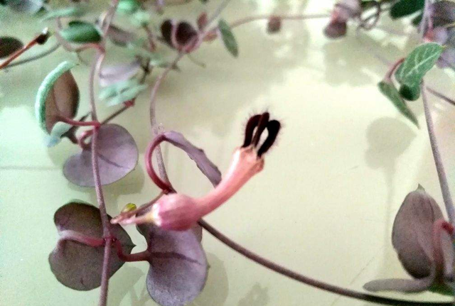 1种花名叫“心叶球兰”，超耐阴还能爬藤，开花满屋子香味