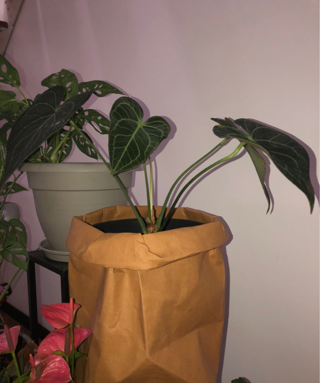 1种花名叫“心叶球兰”，超耐阴还能爬藤，开花满屋子香味