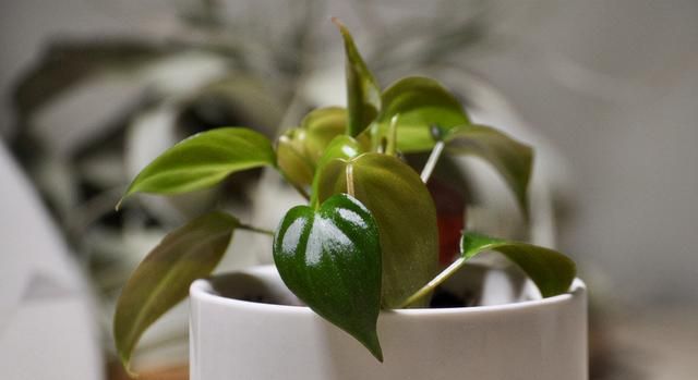 1种花名叫“心叶球兰”，超耐阴还能爬藤，开花满屋子香味