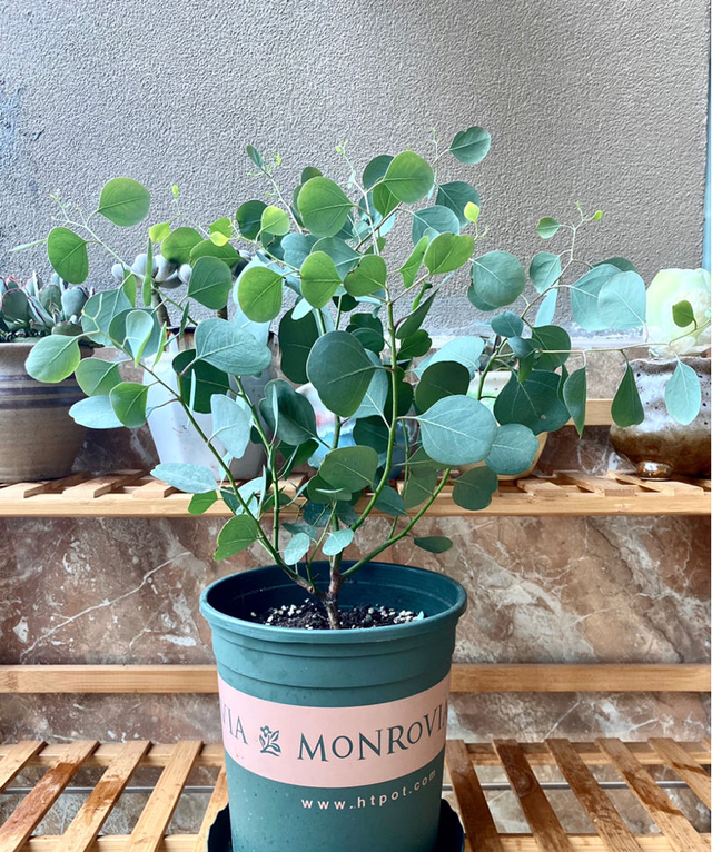 1种花名叫“心叶球兰”，超耐阴还能爬藤，开花满屋子香味