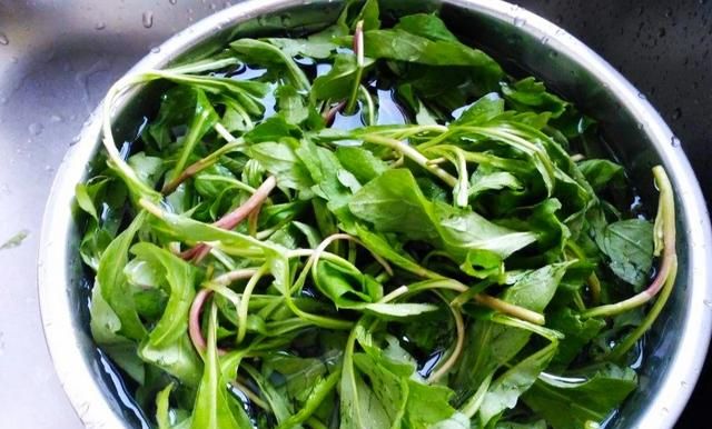 农村什么野菜补血最好(补血作用的野菜有哪些品种)图4