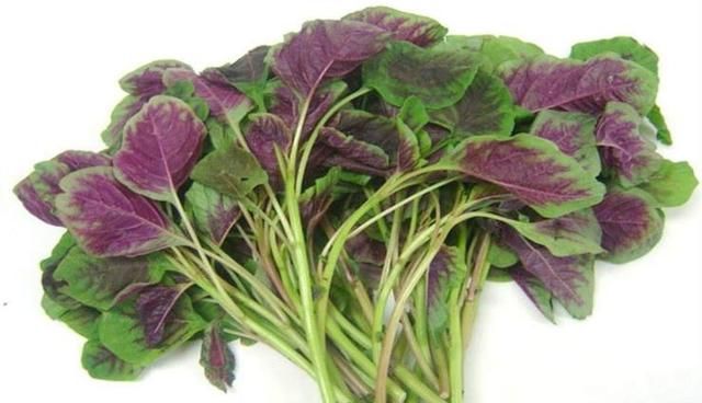 农村什么野菜补血最好(补血作用的野菜有哪些品种)图5