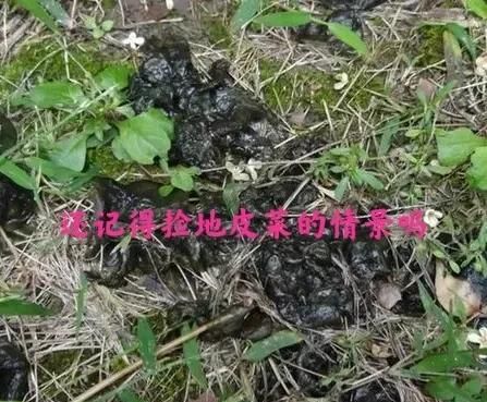 农村什么野菜补血最好(补血作用的野菜有哪些品种)图6