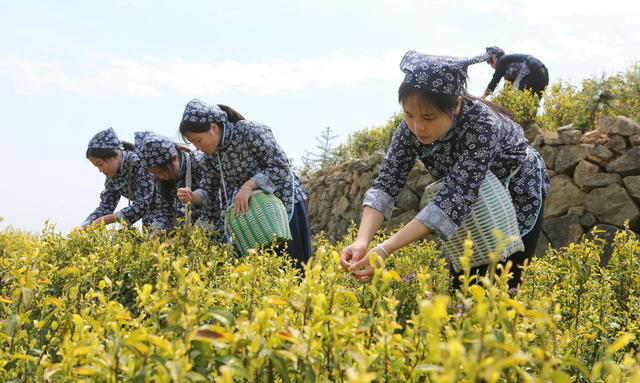 六类茶的不同功效