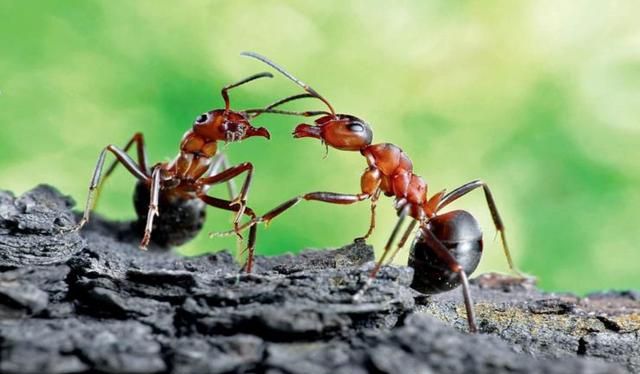 有翅膀的蚂蚁是什么蚂蚁图1
