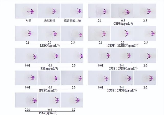 杜仲配伍补骨脂对其香豆素成分的代谢及毒/效影响