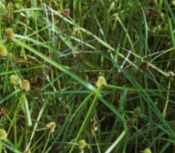 水蜈蚣这种草对人的身体有何作用图2