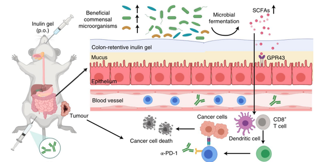 《自然》子刊：口服菊粉凝胶或增强免疫治疗效果！科学家发现菊粉凝胶可调节肠菌，增强T细胞功能并与抗PD-1协同抗肿瘤丨科学大发现