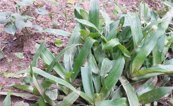 这种野菜以前喂猪，现在知道它的价值，纷纷挖回家做成“野菜粥”