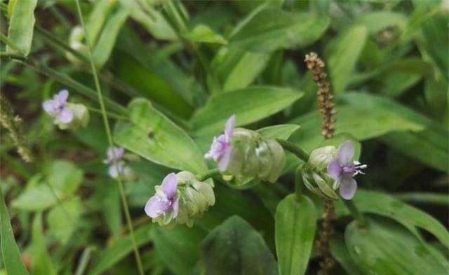 这种野菜以前喂猪，现在知道它的价值，纷纷挖回家做成“野菜粥”