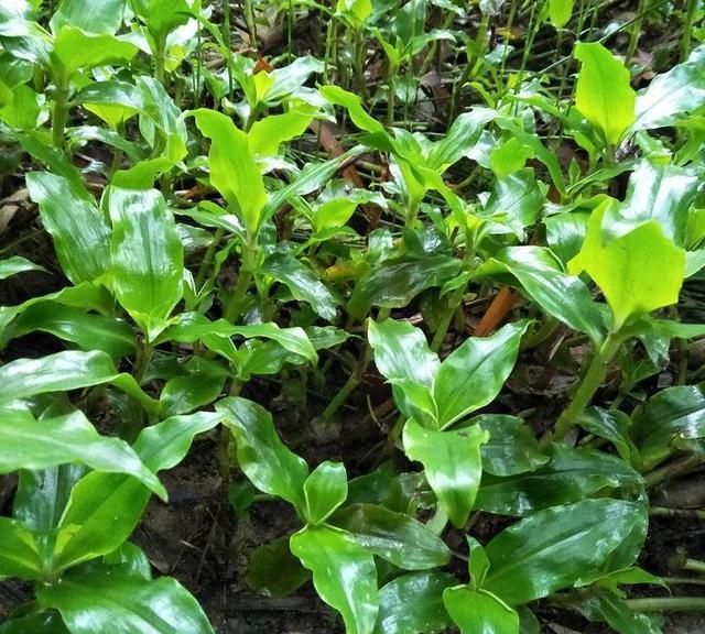 这种野菜以前喂猪，现在知道它的价值，纷纷挖回家做成“野菜粥”