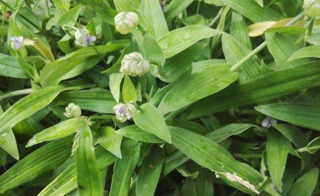 这种野菜以前喂猪，现在知道它的价值，纷纷挖回家做成“野菜粥”