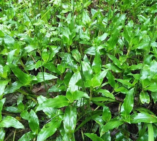 这种野菜以前喂猪，现在知道它的价值，纷纷挖回家做成“野菜粥”