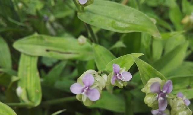 这种野菜以前喂猪，现在知道它的价值，纷纷挖回家做成“野菜粥”