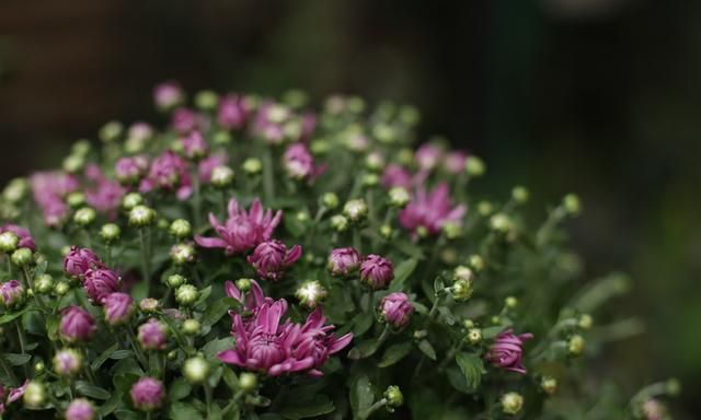 耐低温、花期长还特易开成花球的球菊，养护注意这3点，轻松养好