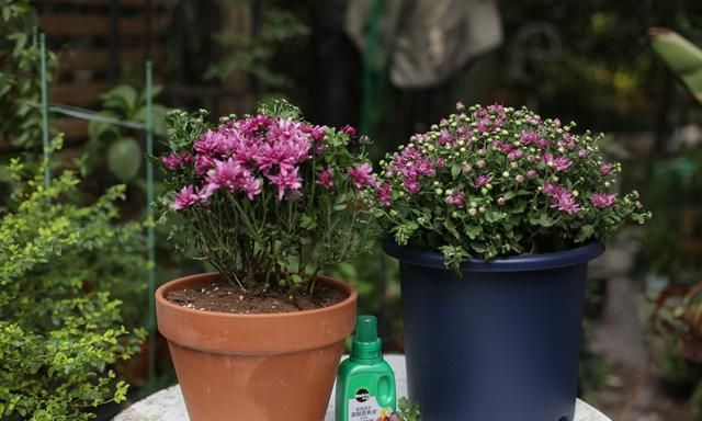 耐低温、花期长还特易开成花球的球菊，养护注意这3点，轻松养好