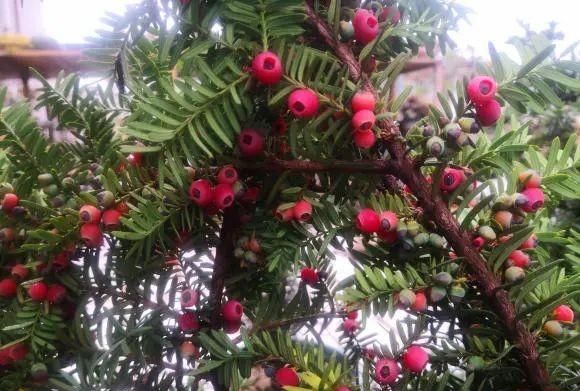 最好养的植物，它就是“红豆杉”，耐旱，不怕晒，还能结出红果果