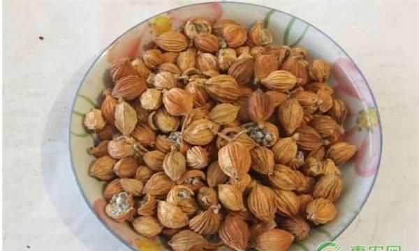 2019年砂仁果市场价格多少钱一斤？有哪些食用方法与作用？
