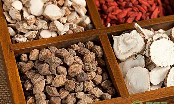 2019年砂仁果市场价格多少钱一斤？有哪些食用方法与作用？