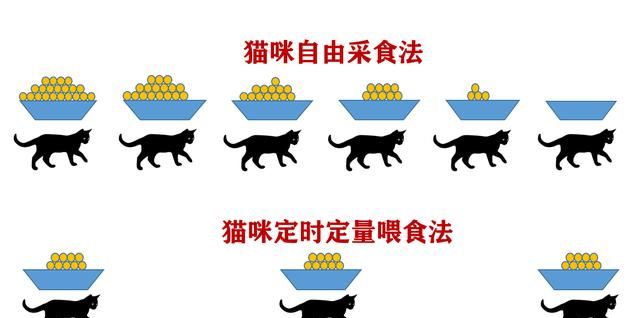 三个月小猫，喂go九种肉的猫粮，但是猫咪不爱吃猫粮，能把猫粮和鸡蛋黄加水搅匀一起蒸吗图11