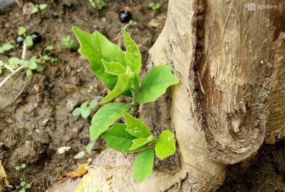 济南南部山区的珍贵树种介绍——柘木