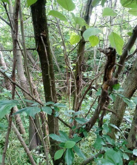 济南南部山区的珍贵树种介绍——柘木
