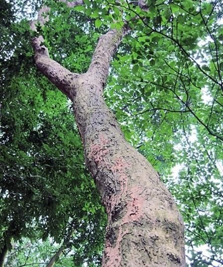 探讨〢云南51年树龄降香黄檀被盗 珍贵树种因何屡次被盗伐？
