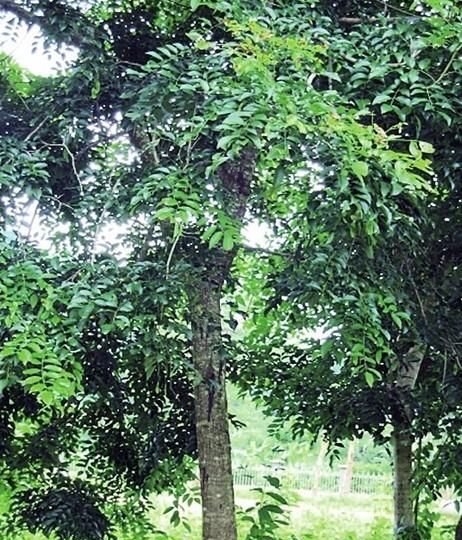 探讨〢云南51年树龄降香黄檀被盗 珍贵树种因何屡次被盗伐？