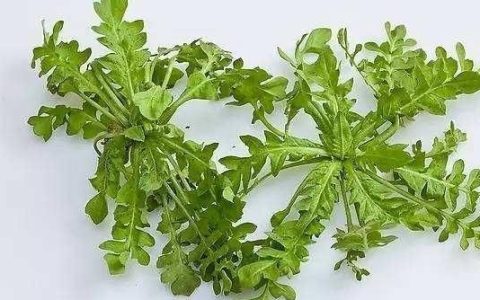 常见的荠菜有什么营养和功效