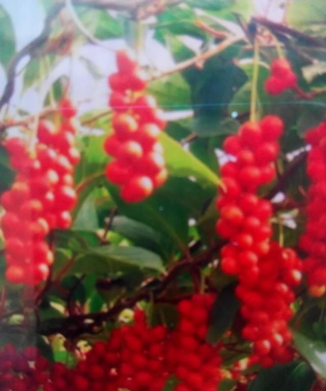 六味子有什么功效,五子配合六味功效图2