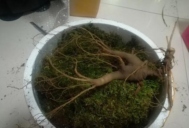 人参晒干后可以直接泡水喝吗,人参泡水鲜的好还是干的好图1
