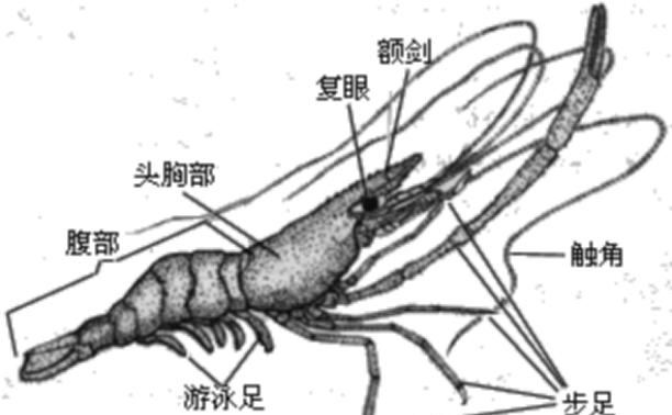 蓝钳大虾怎么做才好吃(珍宝大虾做法)图3