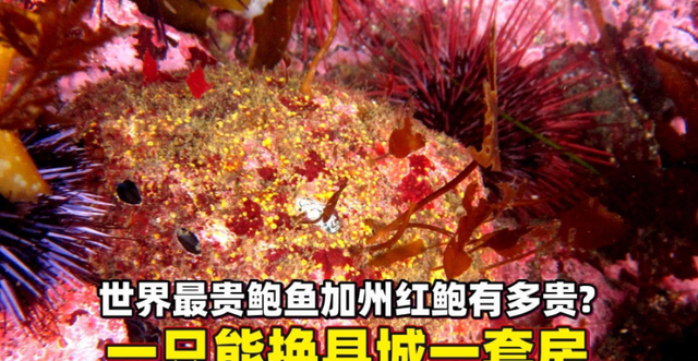 全球十大顶级海鲜，贫穷限制了俺的想象力，你吃过几个？