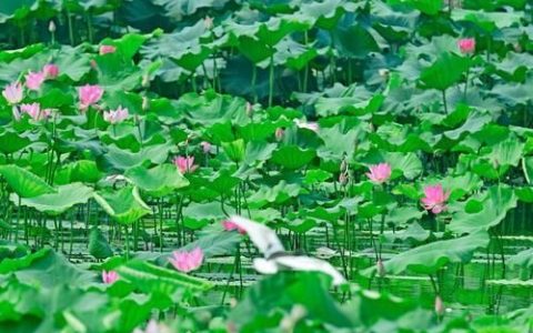 莲藕的营养价值有哪些(莲藕怎么吃好吃又营养)