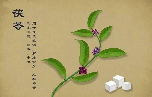 药性歌括四百味、茯苓（白茯苓、赤茯苓）