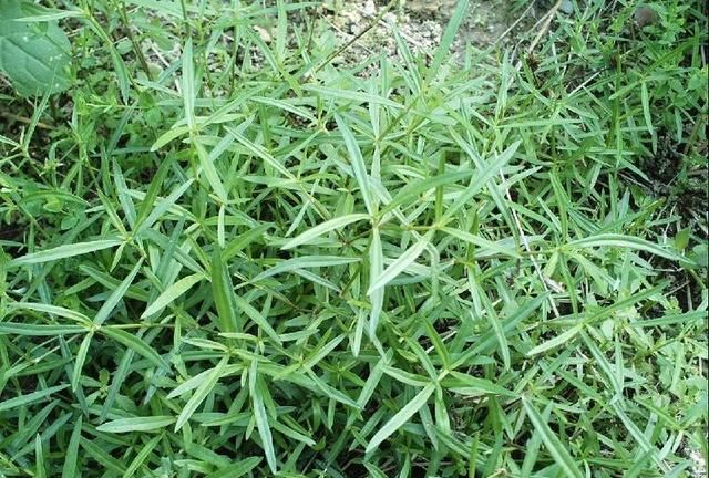 每日一味抗癌中药——白花蛇舌草，清热解毒功效显著，组方常用