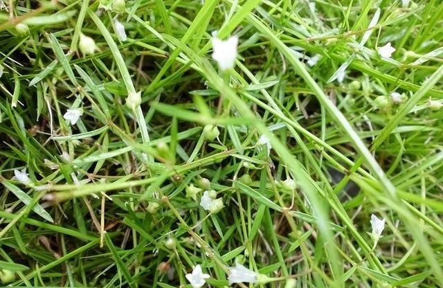 每日一味抗癌中药——白花蛇舌草，清热解毒功效显著，组方常用