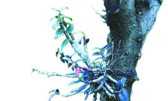 植物界的“大熊猫”仙草石斛故乡在四川